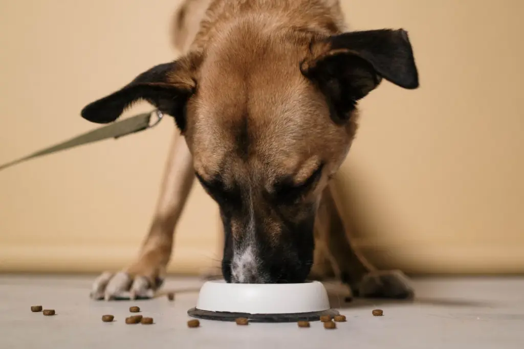 Hundefutter: das richtige Trockenfutter auswaehlen
