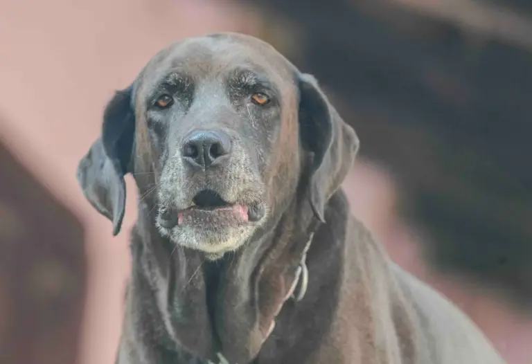Labrador chocolat âgé au regard expressif en extérieur