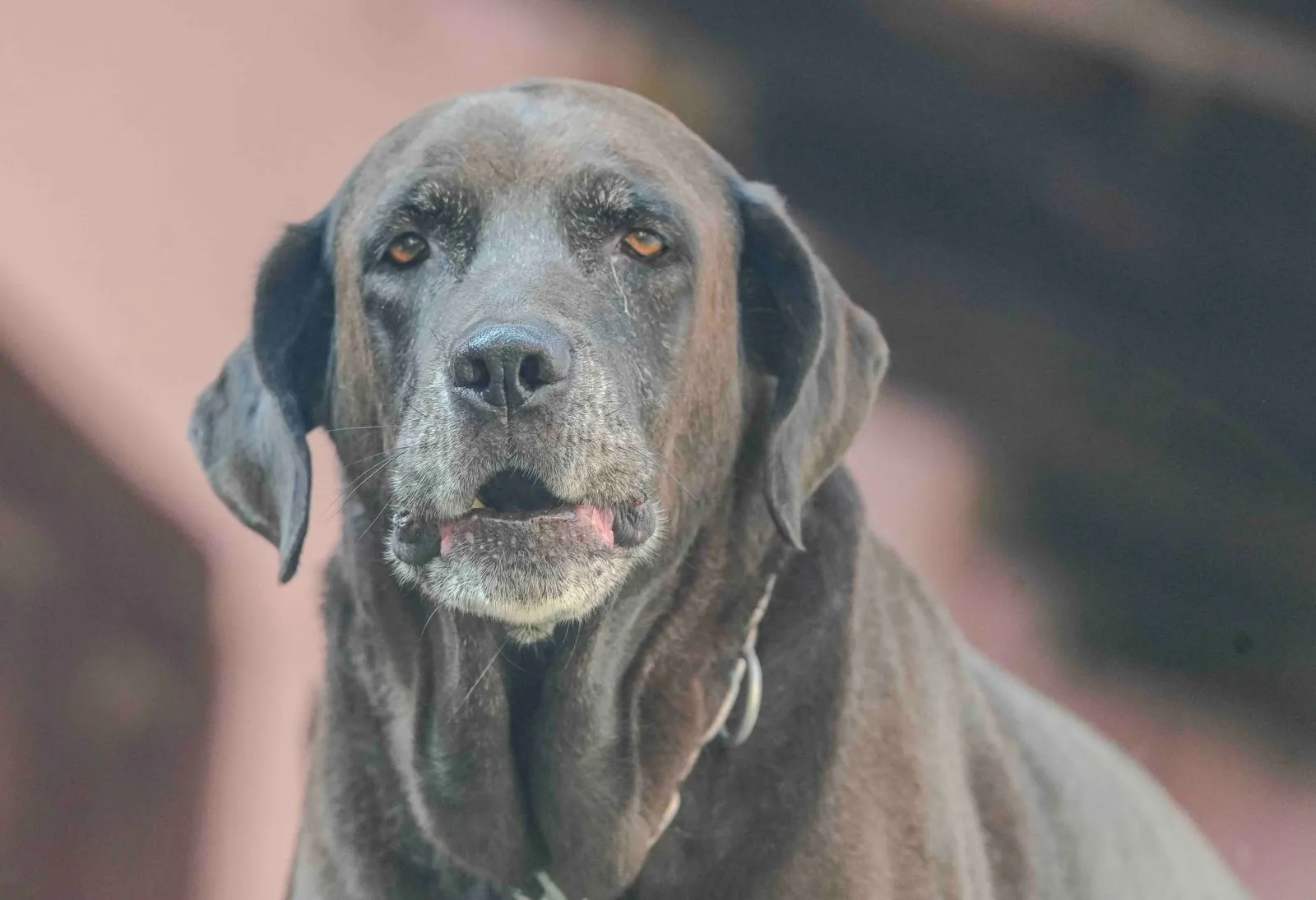 Labrador chocolat âgé au regard expressif en extérieur