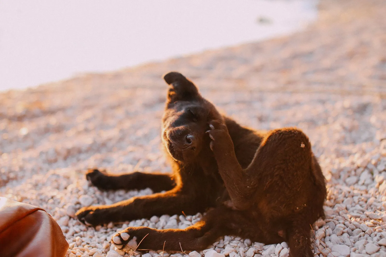 Chien noir se grattant sur une plage de galets au coucher du soleil