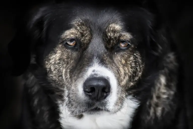 Gros plan du visage doux d’un chien