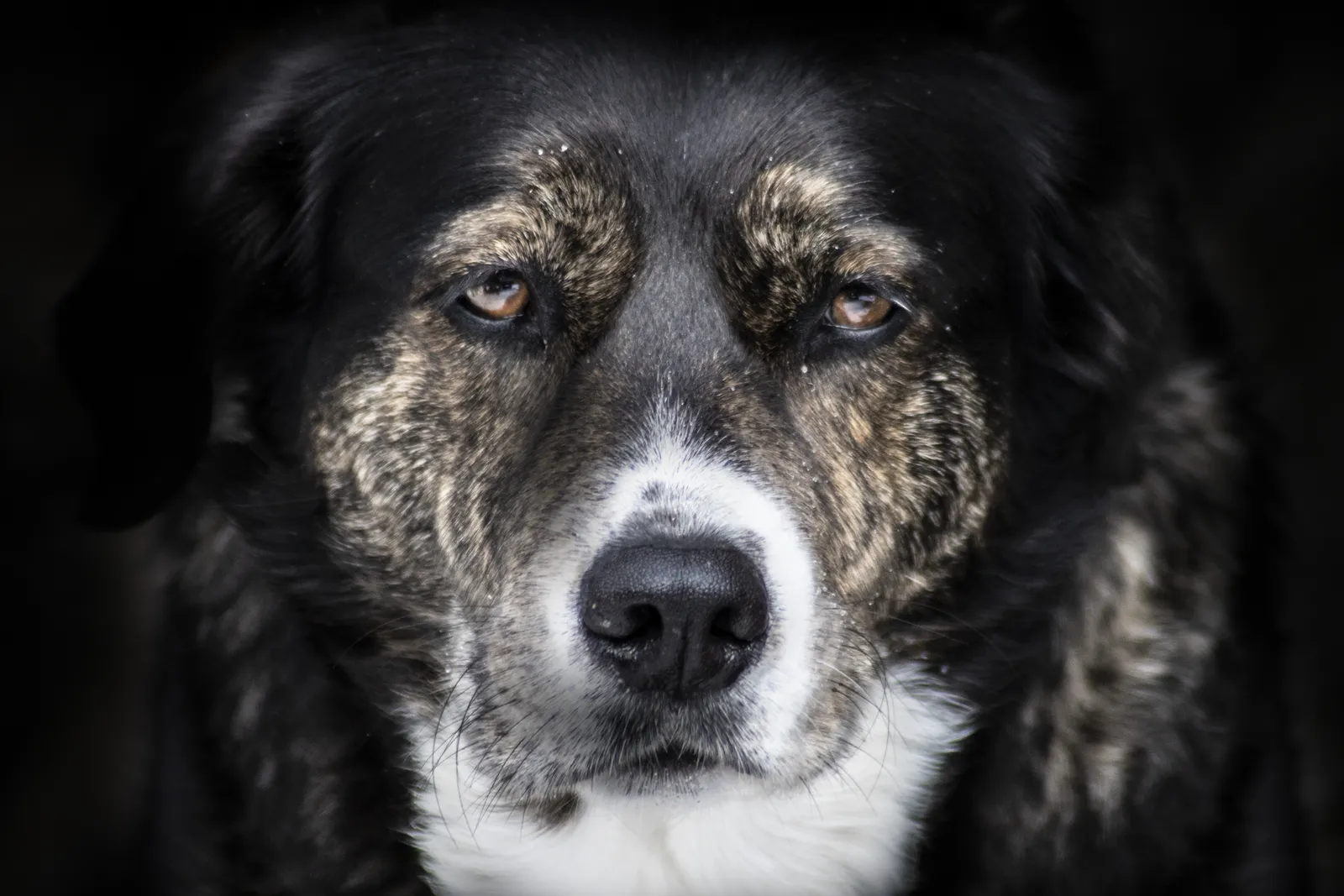 Gros plan du visage doux d’un chien