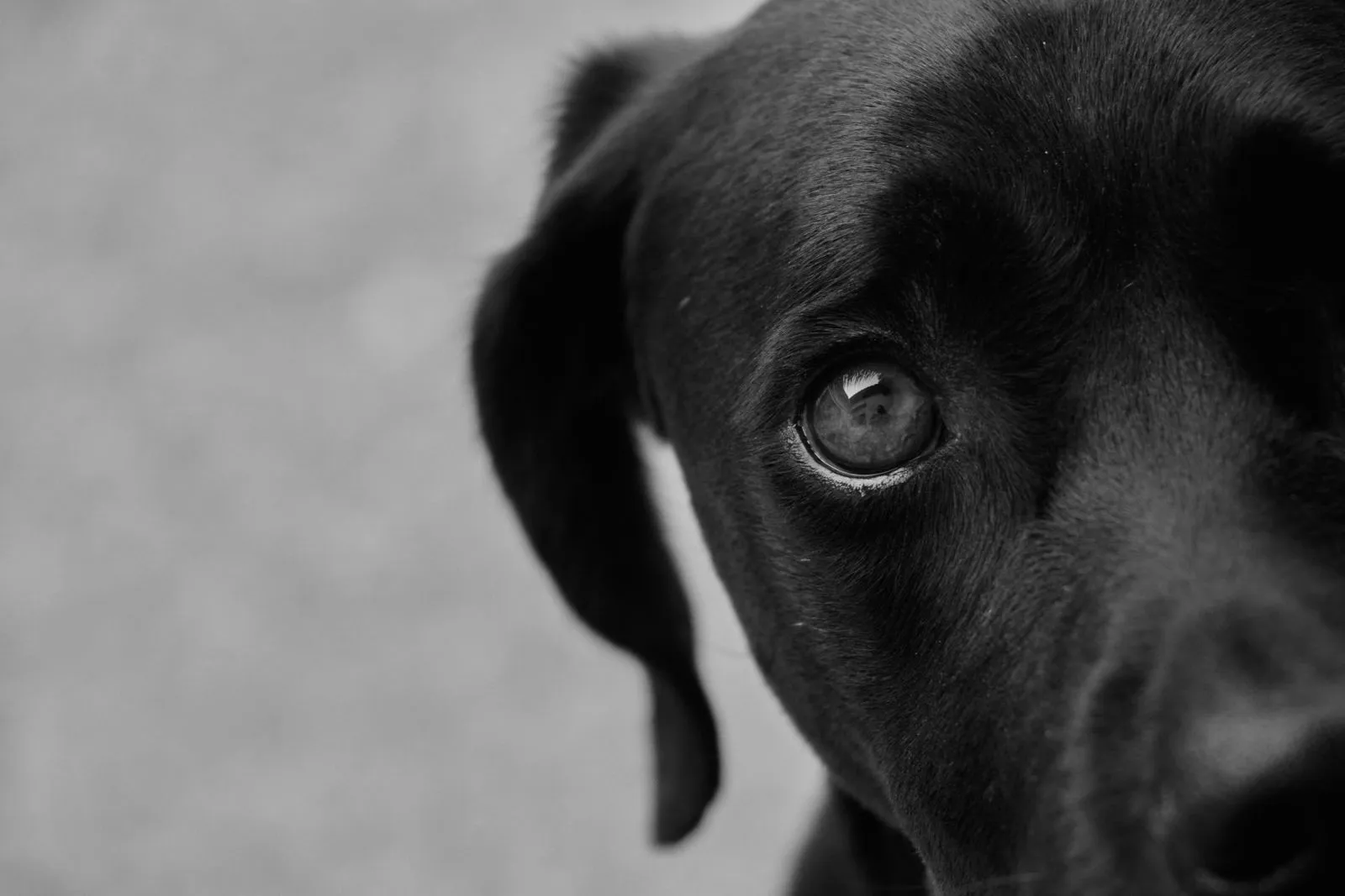 Portrait en noir et blanc d’un chien au regard intense