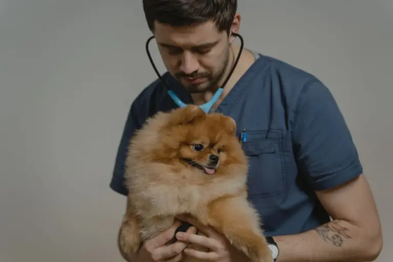 Vétérinaire auscultant un petit chien lors d’un contrôle