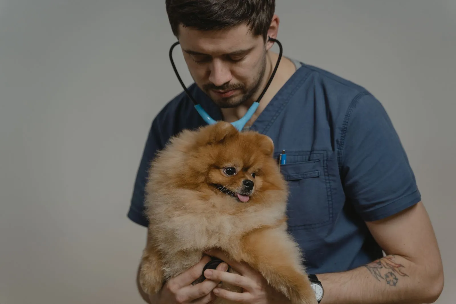 Vétérinaire auscultant un petit chien lors d’un contrôle