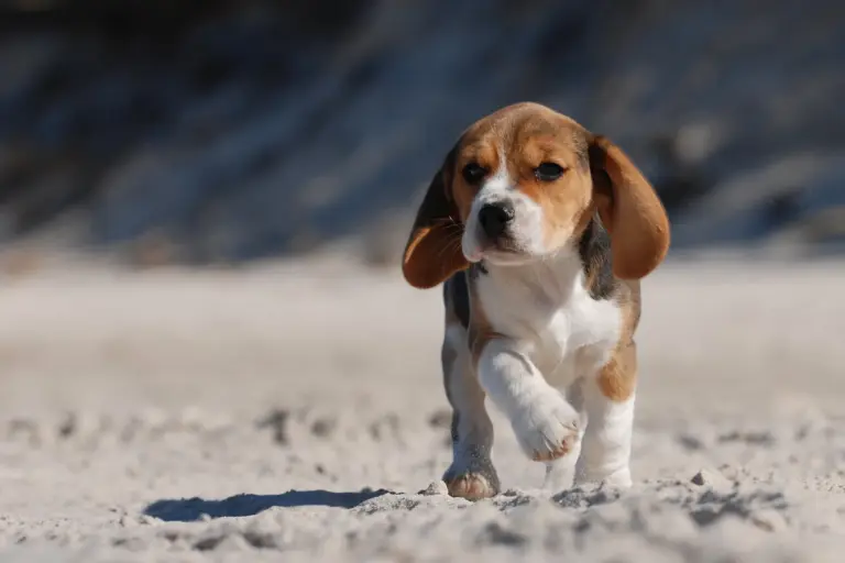 Chiot beagle courant sur le sable