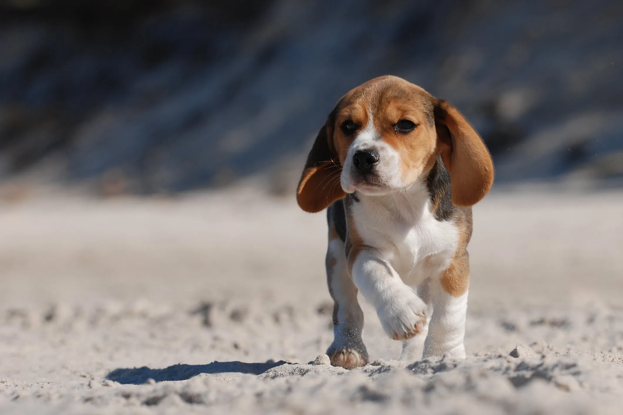 Chiot beagle courant sur le sable