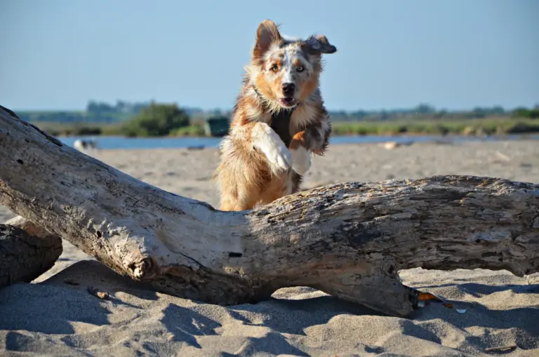 Berger australien red merle bondissant sur une plage