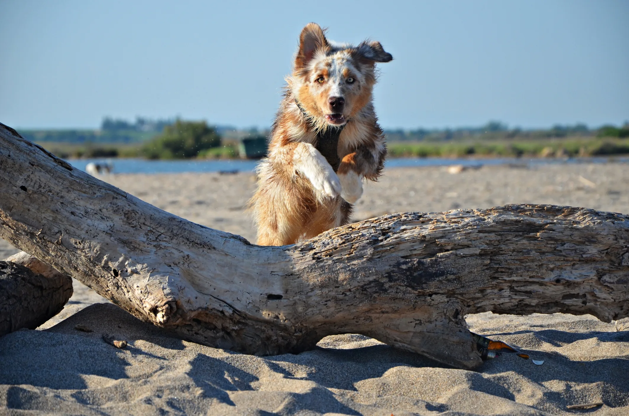 Berger australien red merle bondissant sur une plage