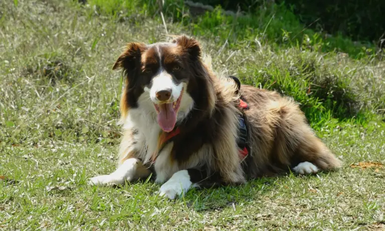 Border collie joyeux allongé sur une prairie ensoleillée