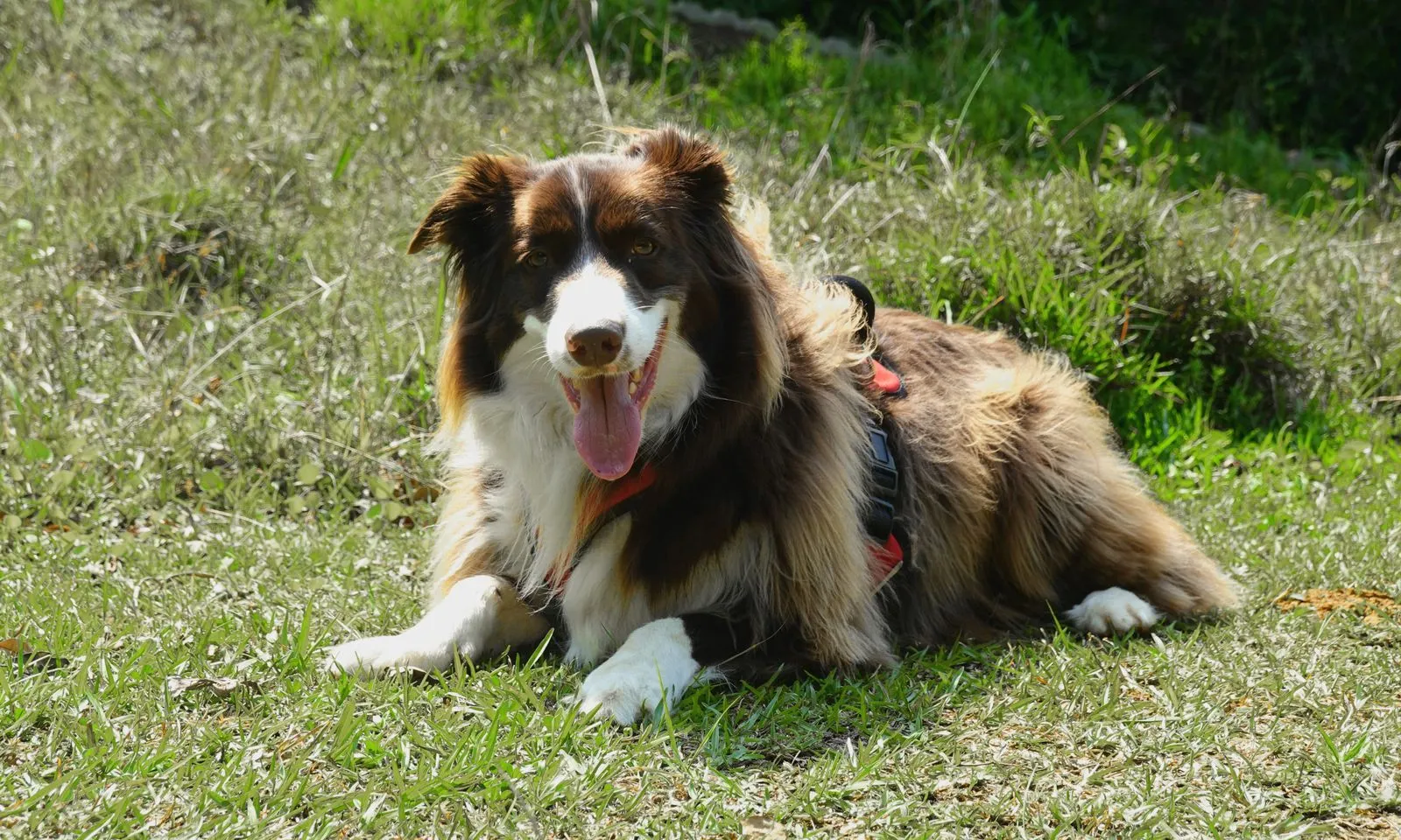 Border collie joyeux allongé sur une prairie ensoleillée