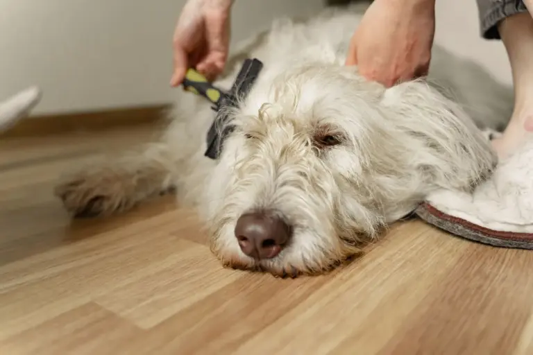 Chien blanc au poil fourni brossé délicatement sur un parquet