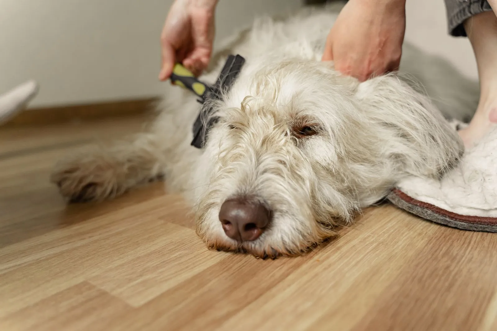 Chien blanc au poil fourni brossé délicatement sur un parquet