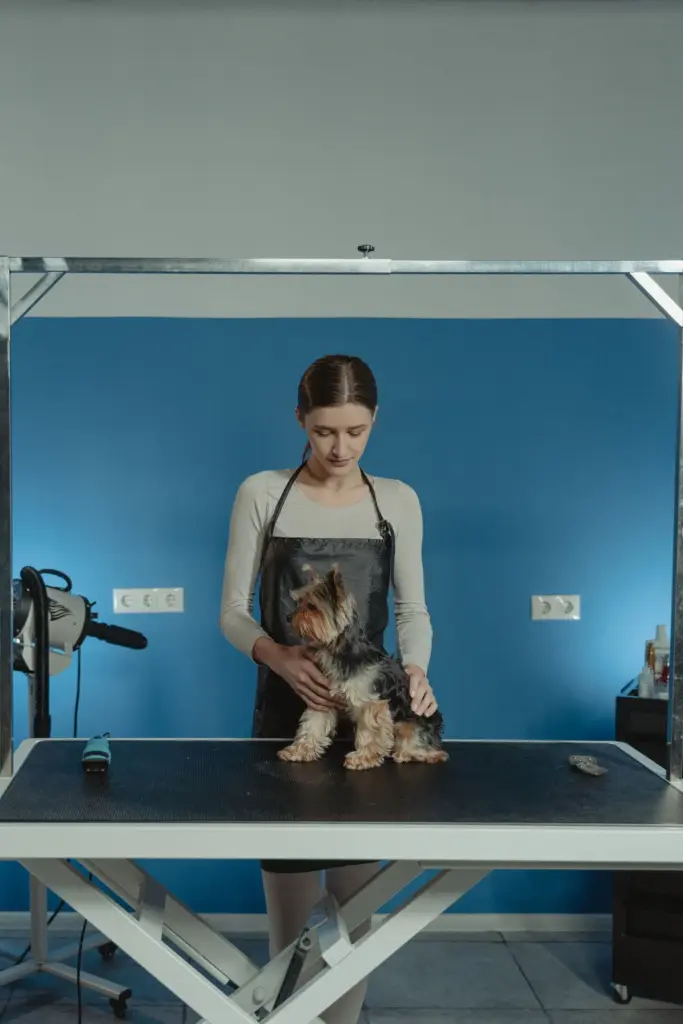 Toiletteuse coiffant un Yorkshire terrier avec des outils de toilettage