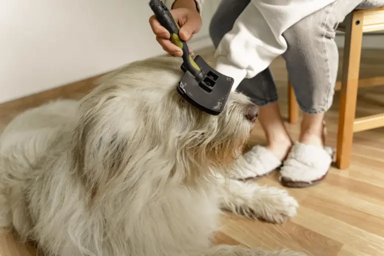 Personne brossant un grand chien au poil fourni