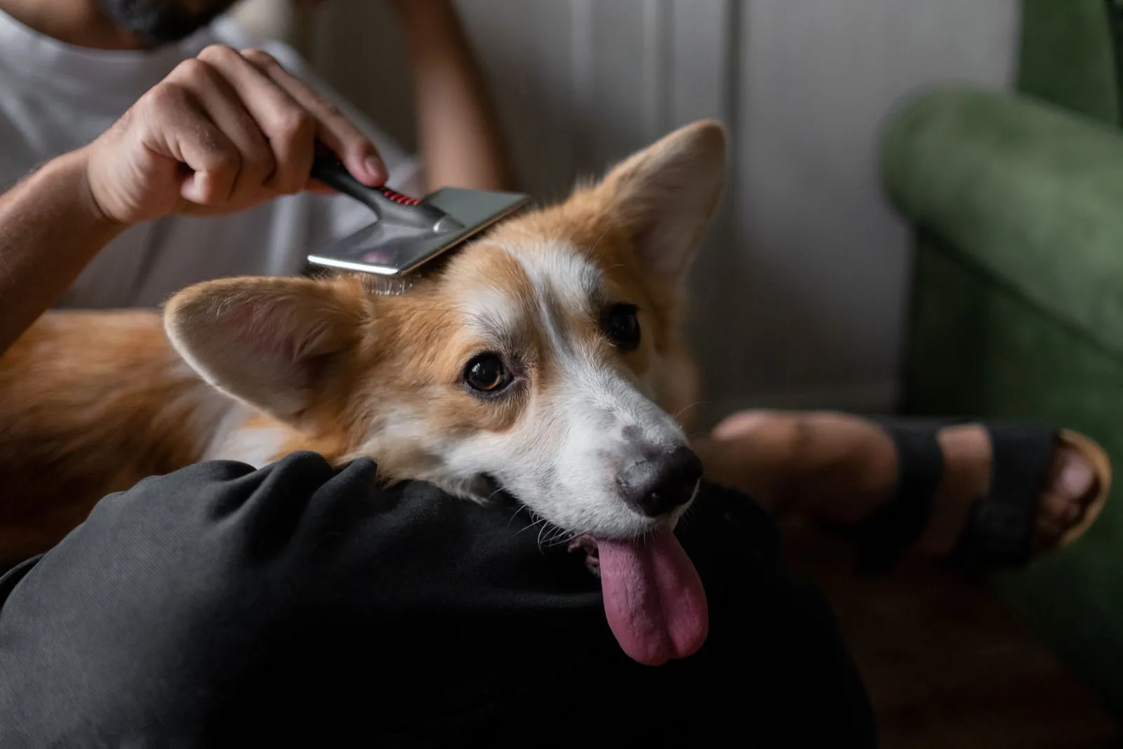 Homme brossant délicatement son corgi à la maison
