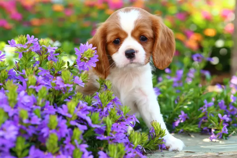 Chiot Cavalier King Charles Blenheim parmi des fleurs violettes