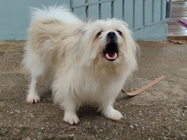 Chien aboyant, la gueule ouverte, en extérieur