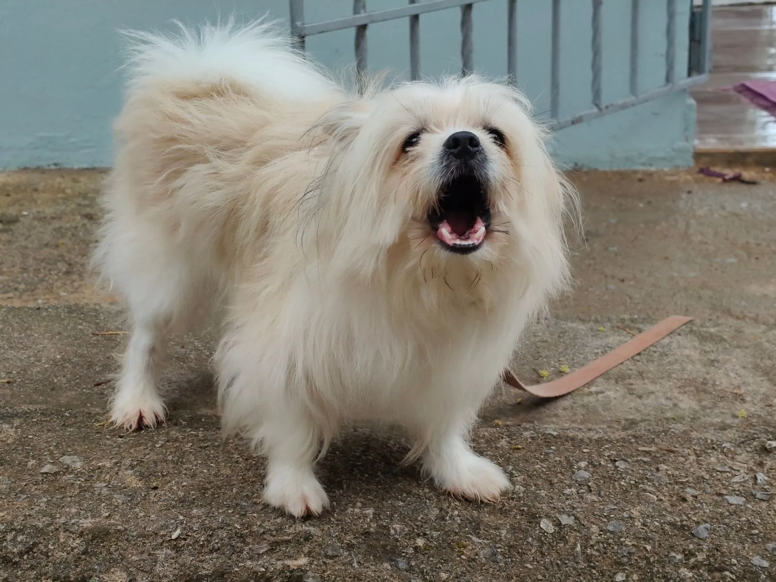 Chien aboyant, la gueule ouverte, en extérieur