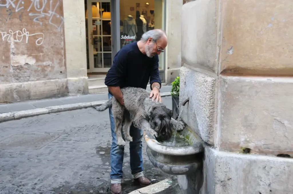 Chien buvant de l’eau à une fontaine en extérieur