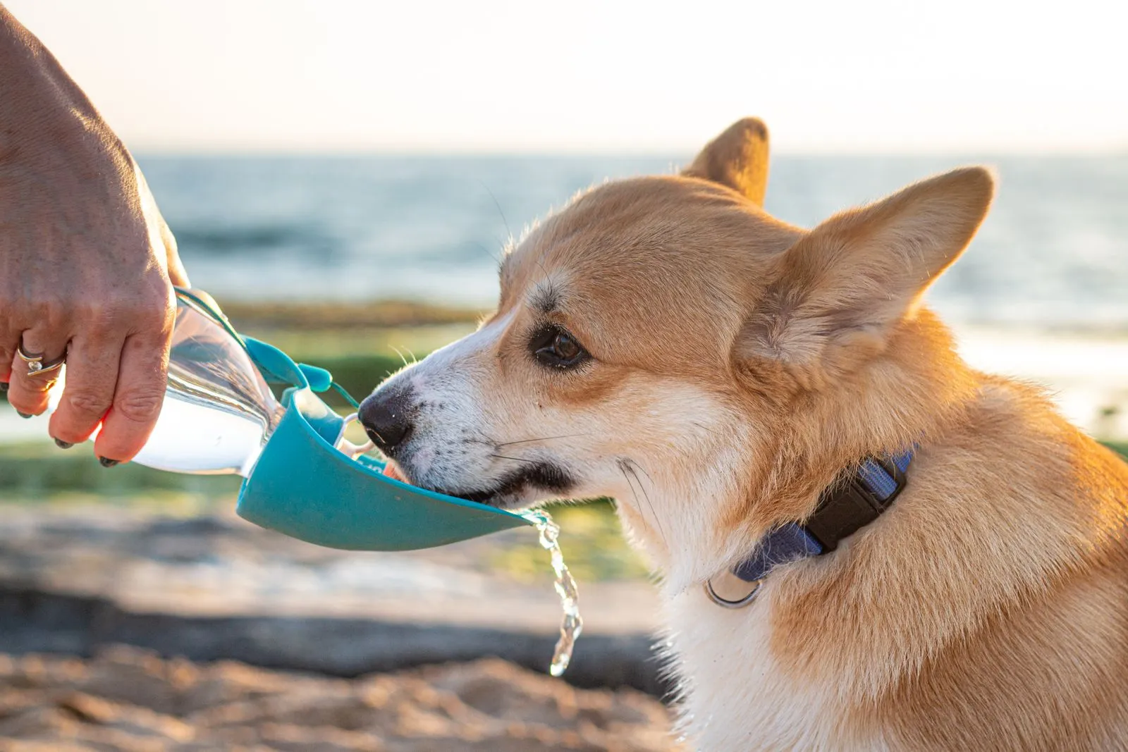 Corgi buvant dans une gamelle d’eau portable à la plage