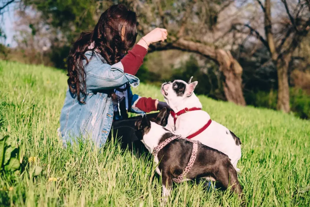 Femme détendue avec deux bouledogues français dans un parc