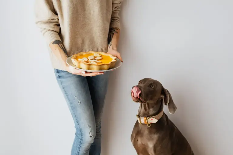 Chien regardant avec envie une tarte tenue par une personne