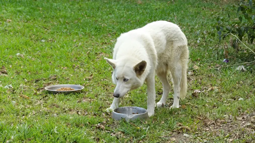 Chien blanc mangeant des croquettes dans une gamelle sur l’herbe
