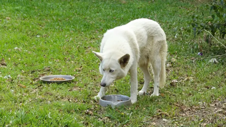Chien blanc mangeant des croquettes dans une gamelle sur l’herbe