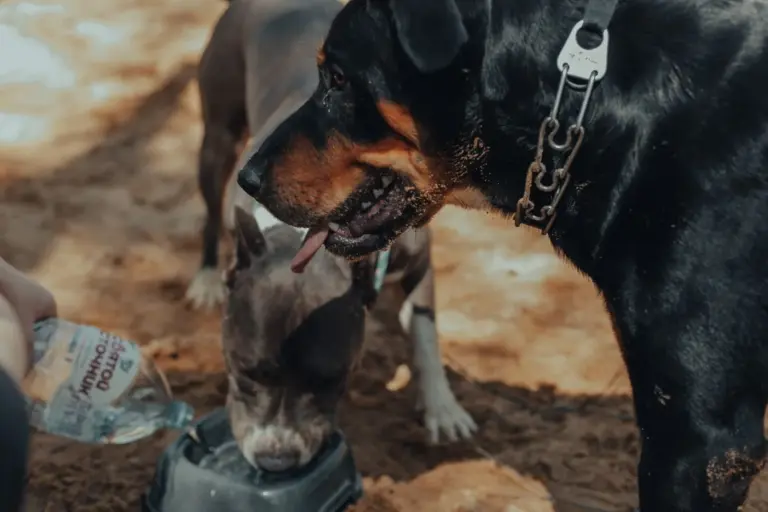 Personne donnant de l’eau à un chien en extérieur
