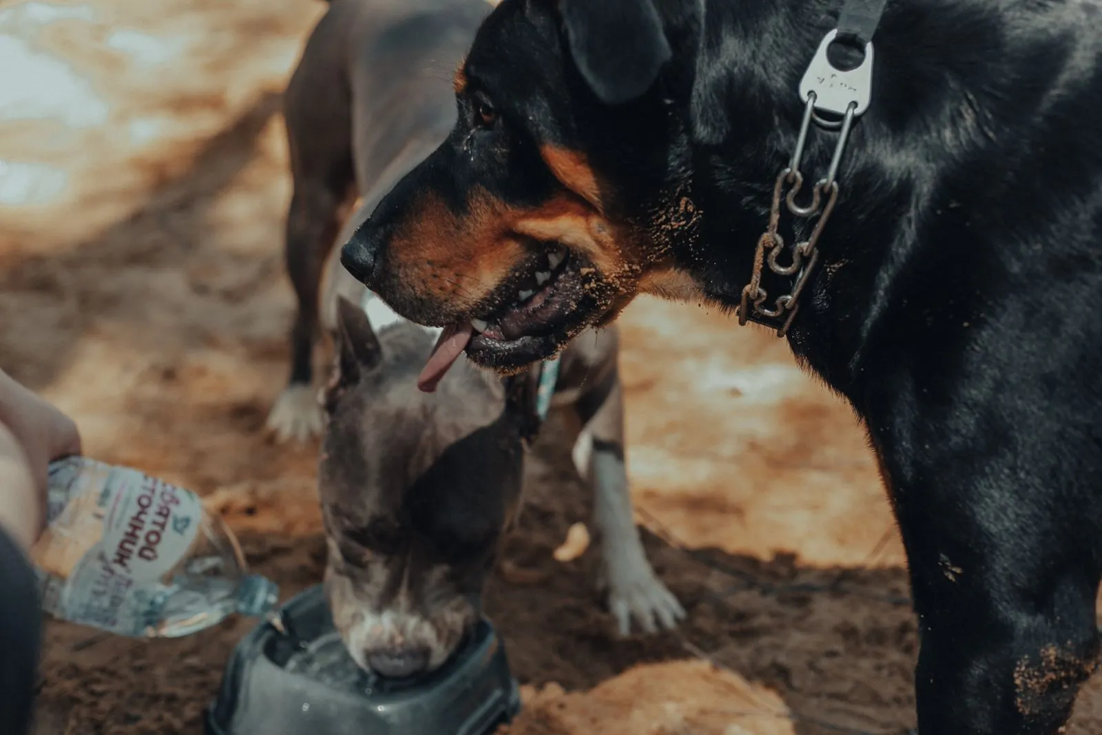 Personne donnant de l’eau à un chien en extérieur