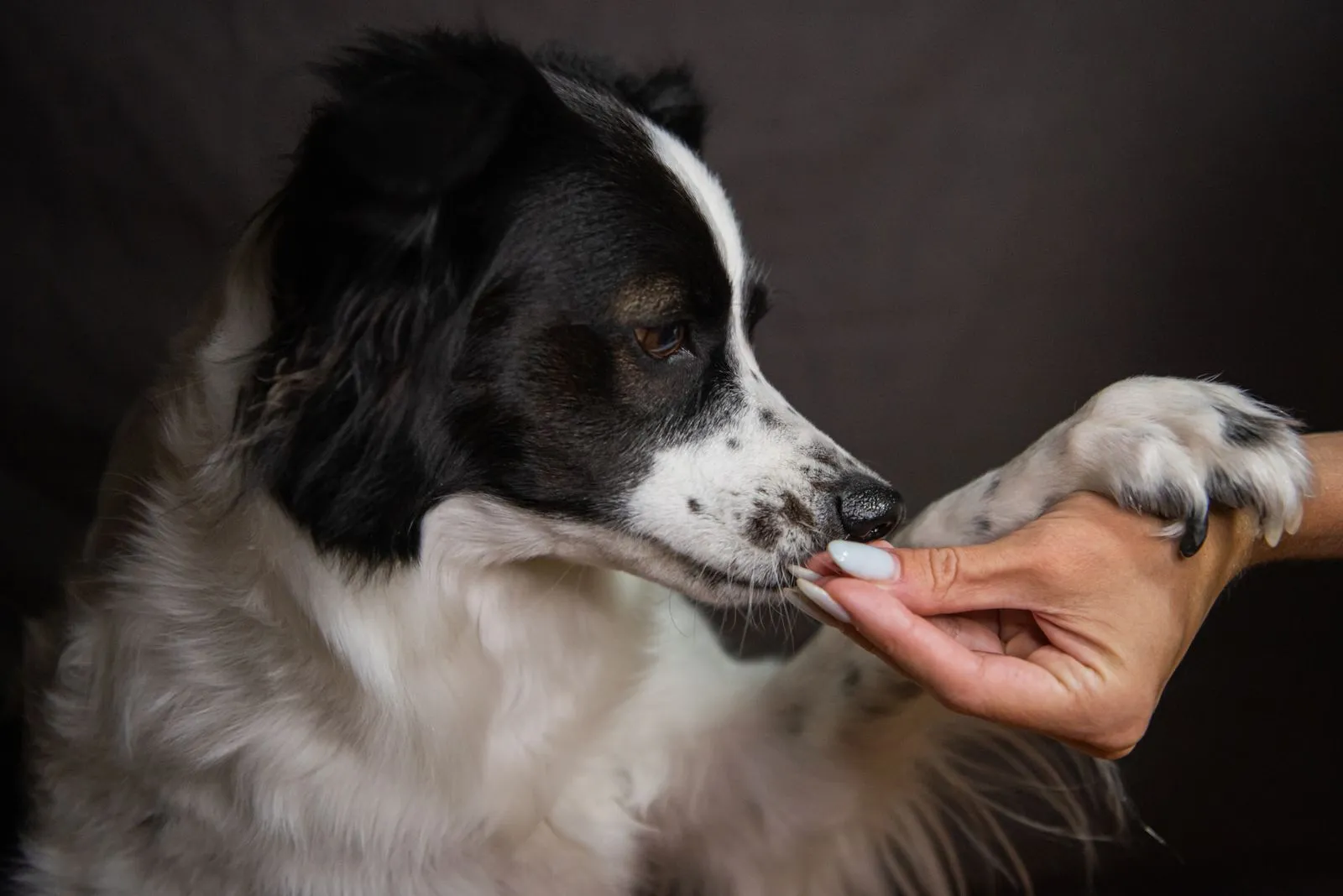 Border collie tendant la patte à son maître lors d’une séance d’éducation