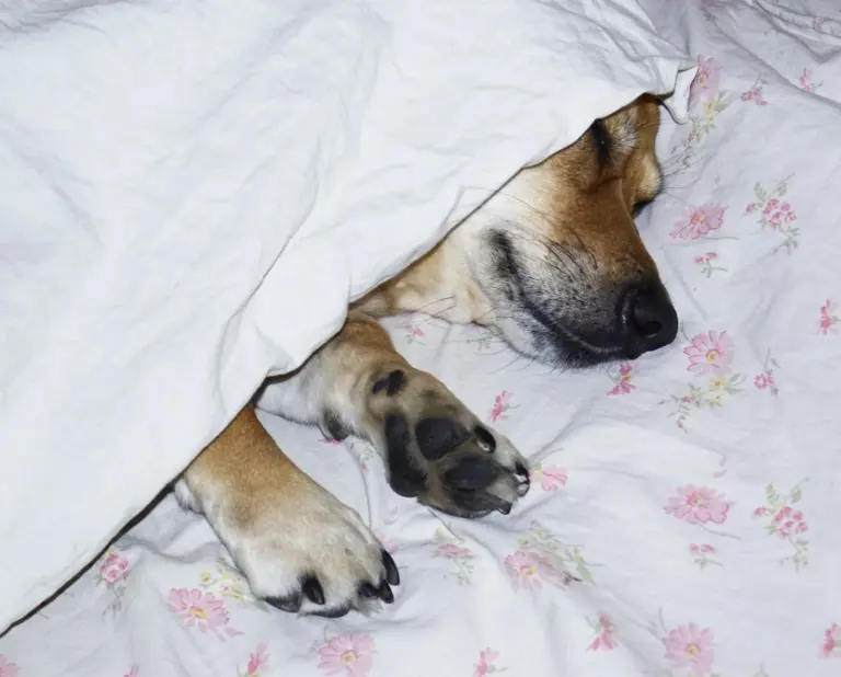Chien dormant paisiblement sous une couverture à fleurs
