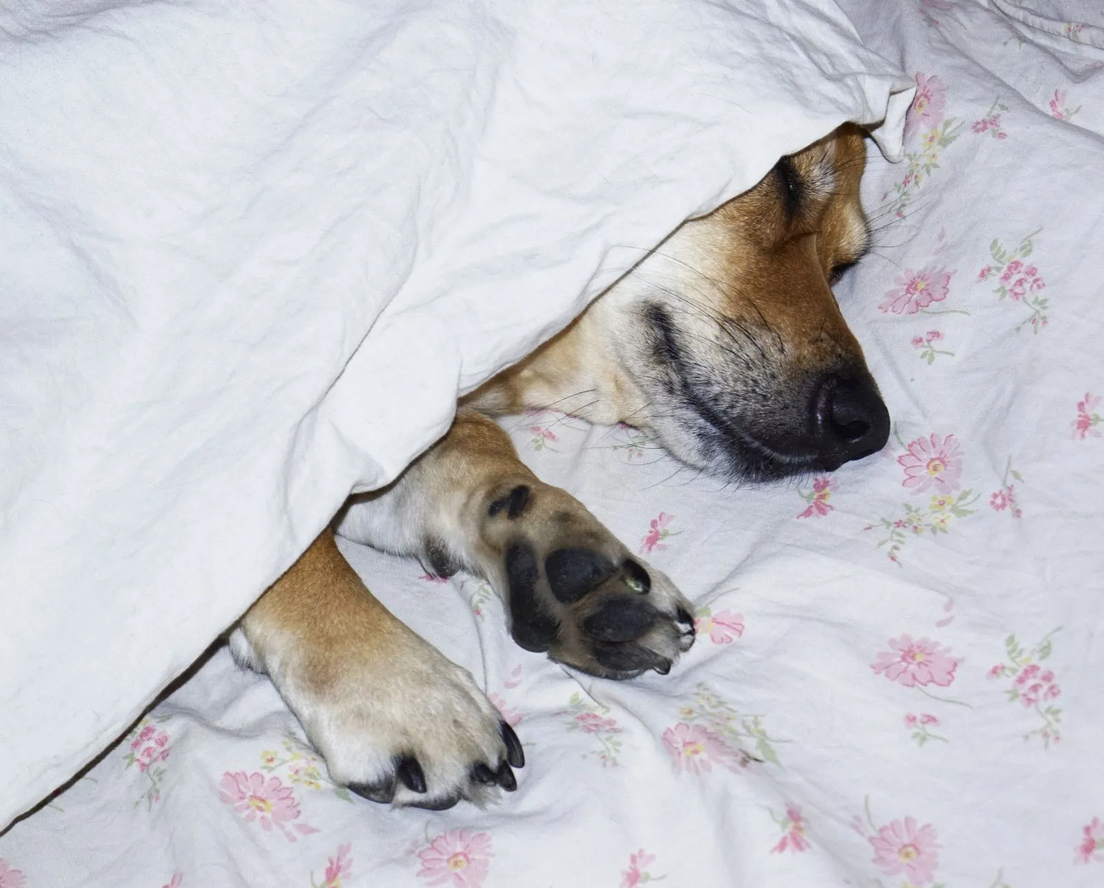Chien dormant paisiblement sous une couverture à fleurs