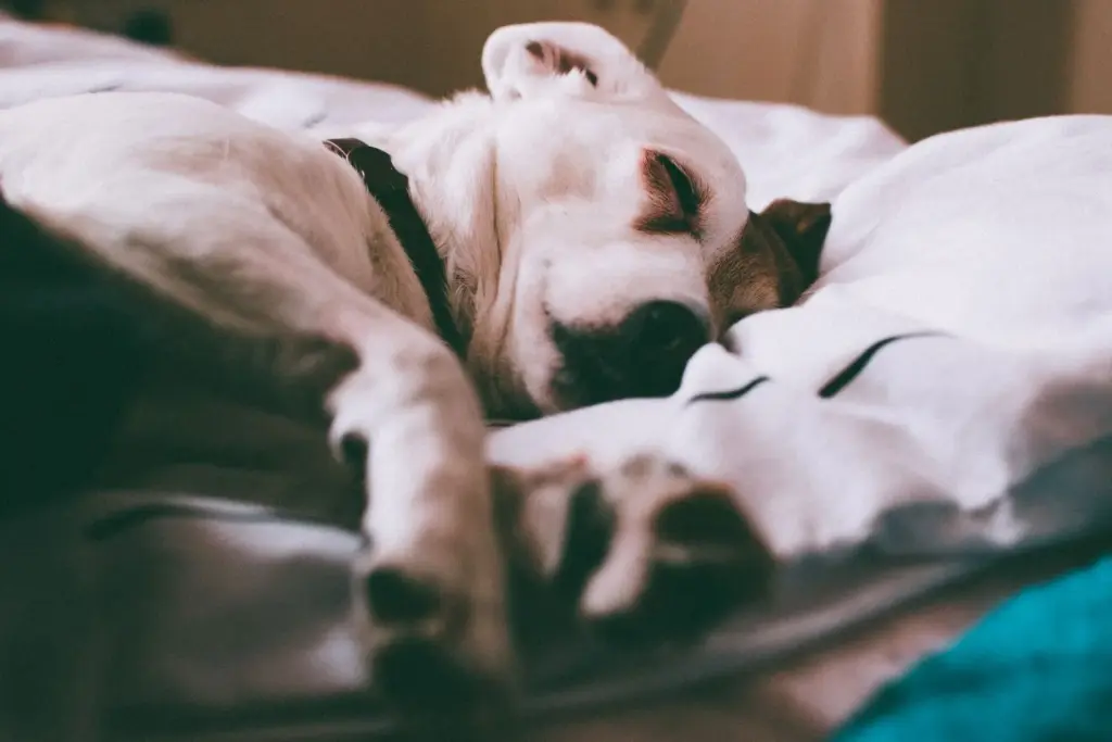 Petit chien paisiblement endormi dans un lit douillet