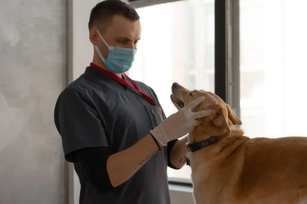 Vétérinaire examinant un chien en clinique