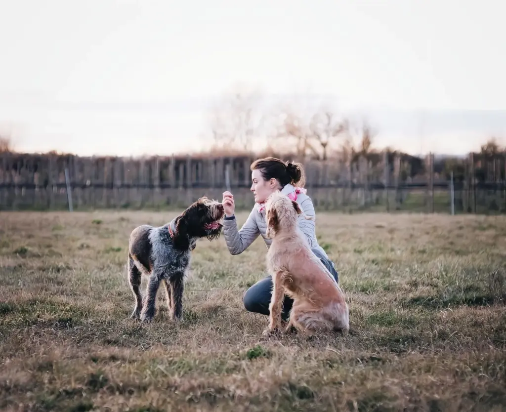 Deux chiens dans un champ herbeux avec leur maître en plein air