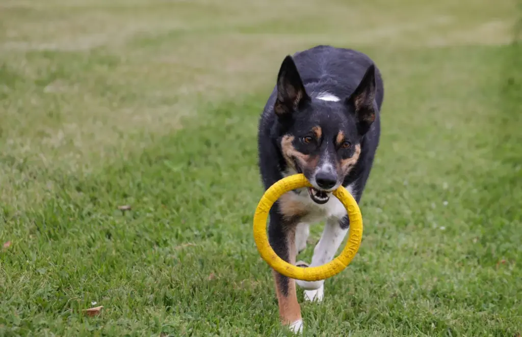 Border collie plein d’énergie jouant en extérieur sur l’herbe