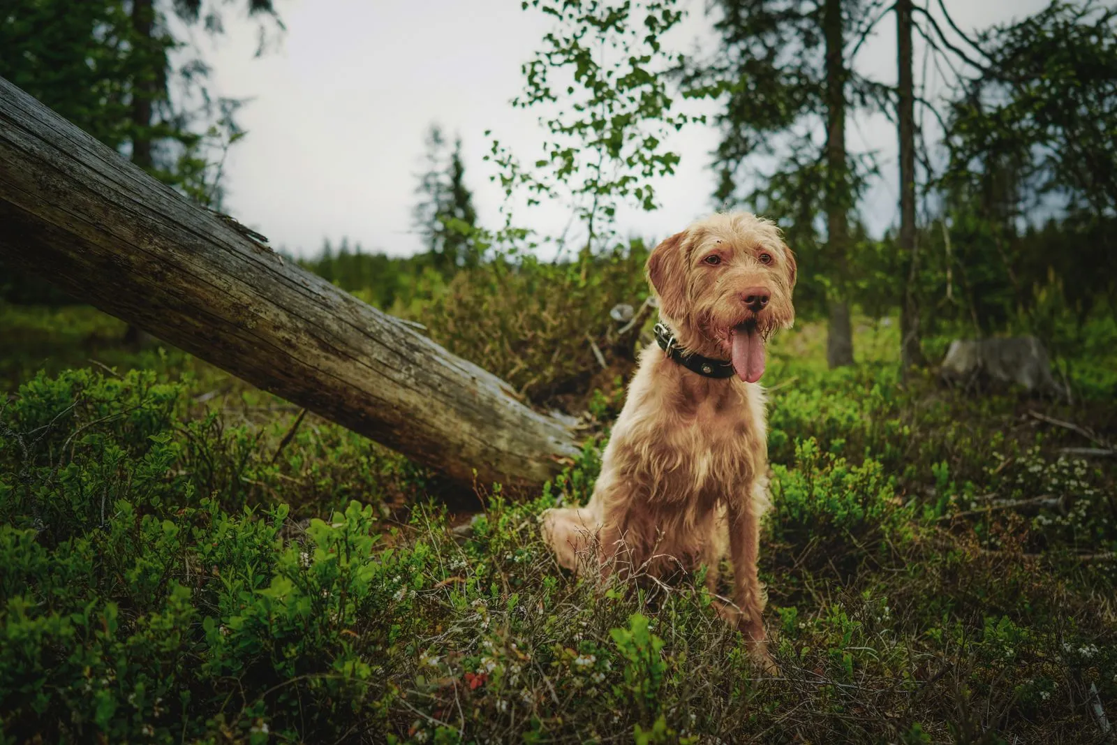 Chien au poil brun assis dans une forêt verdoyante