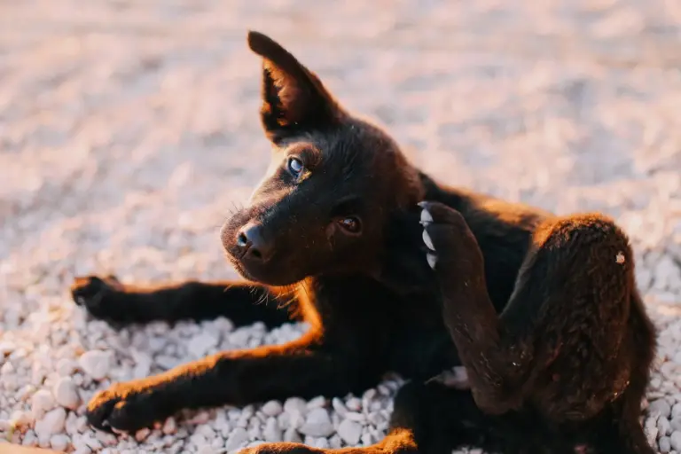 Chiot noir se grattant au soleil