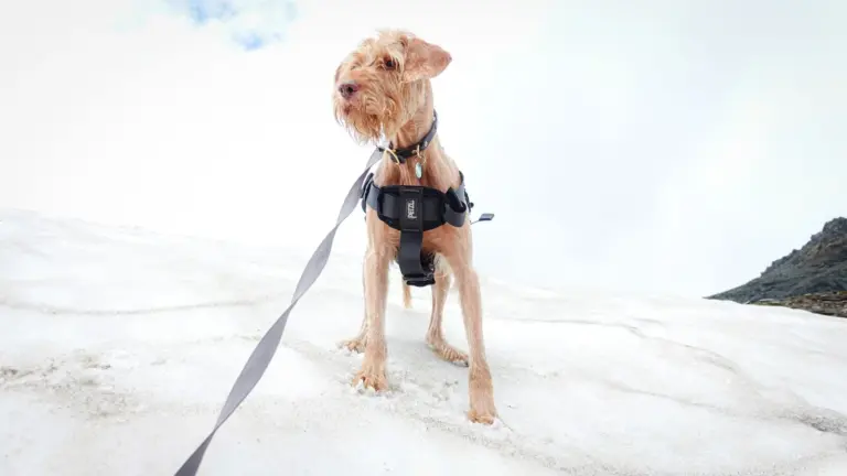 Chien portant un harnais dans la neige, tenu en laisse