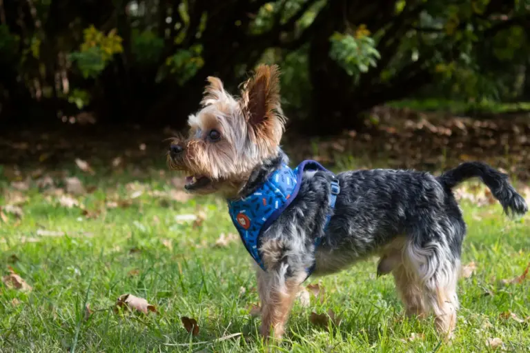Yorkshire terrier portant un harnais bleu dans un parc verdoyant