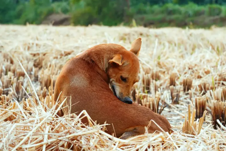 Chien brun dans un champ sec, zone à tiques