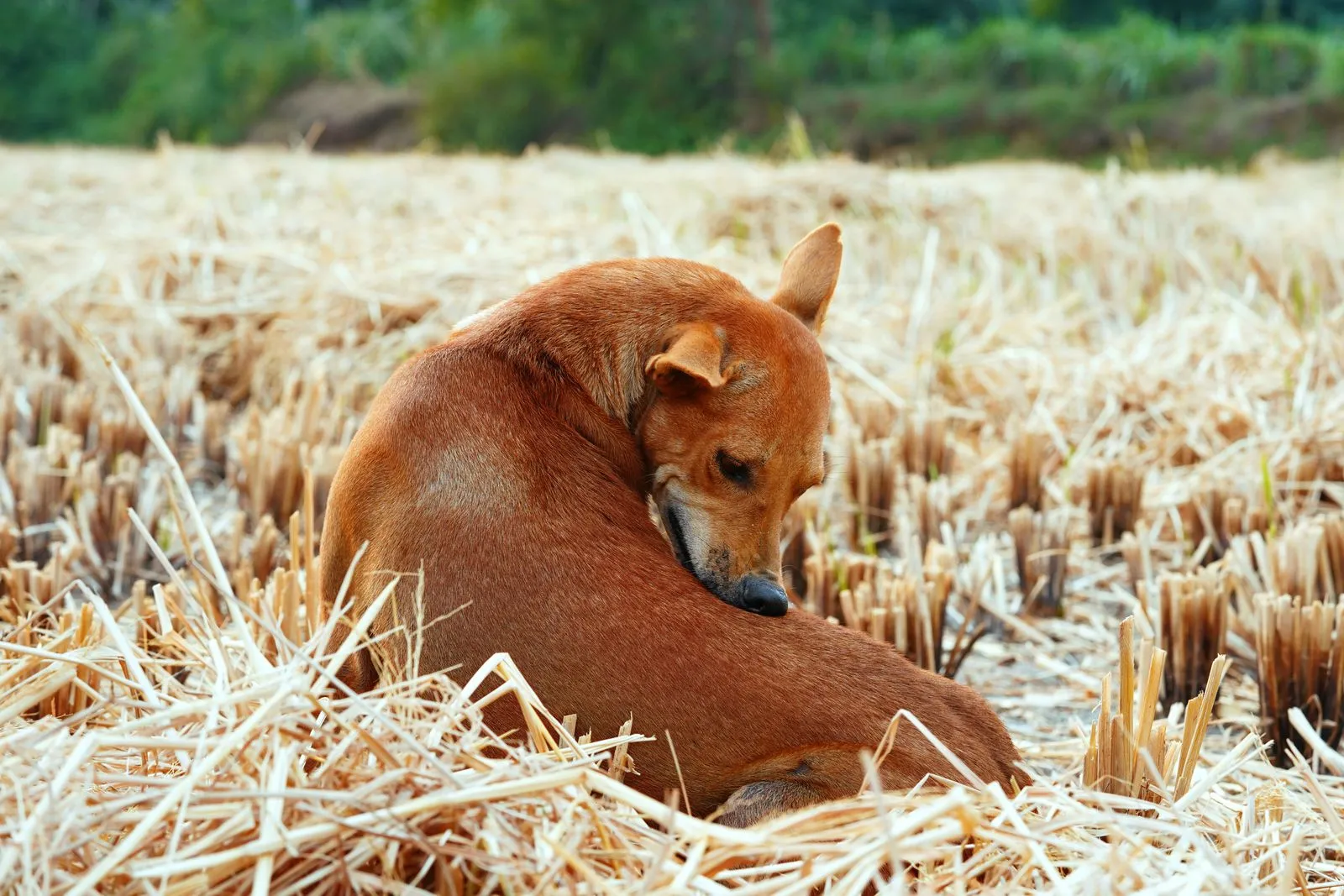 Chien brun dans un champ sec, zone à tiques