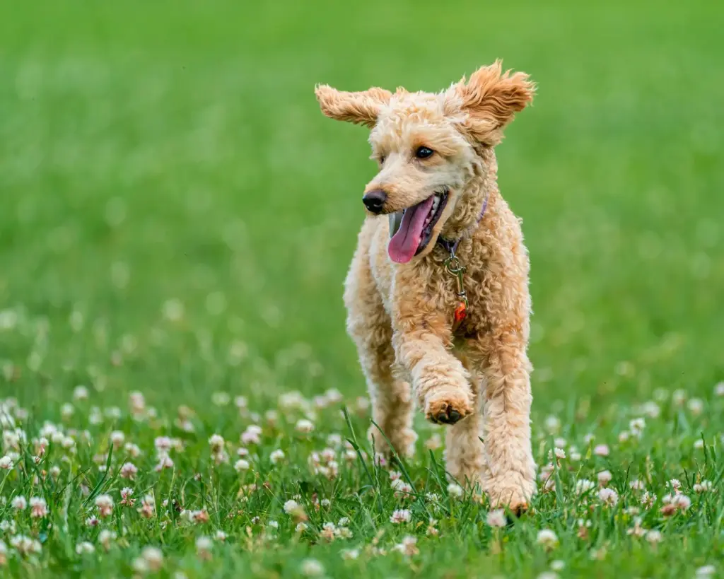 Chien au poil bouclé courant joyeusement la langue tirée sur une pelouse fleurie