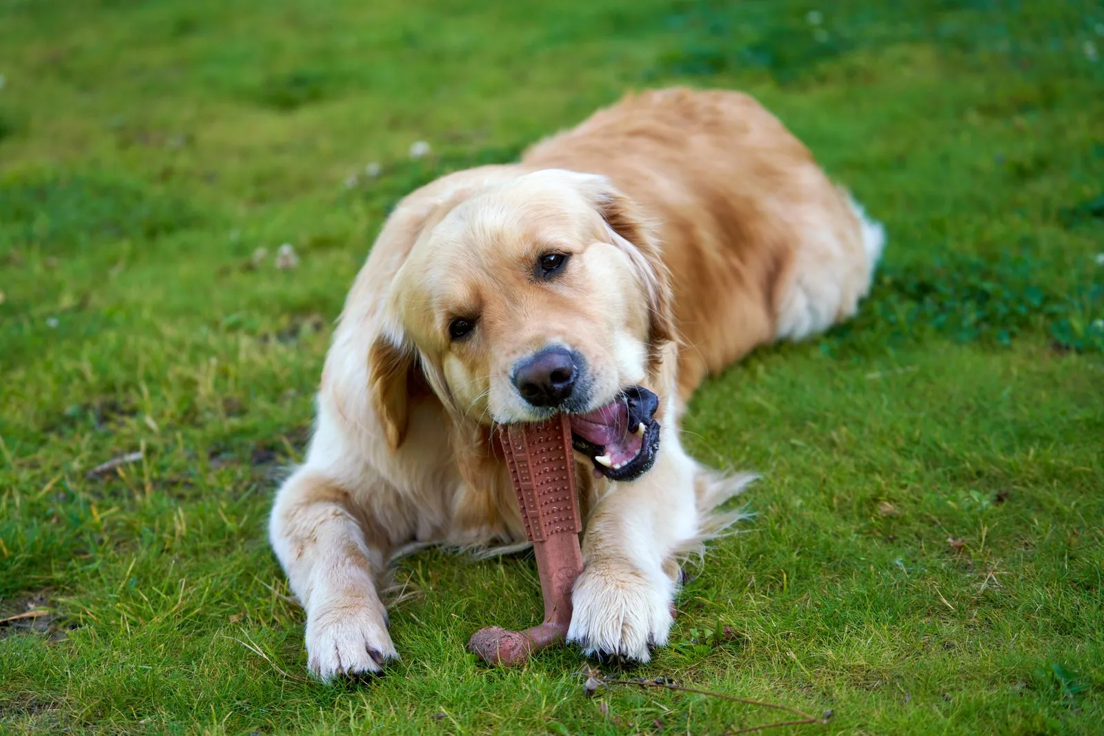 Golden retriever mâchant un jouet sur une pelouse