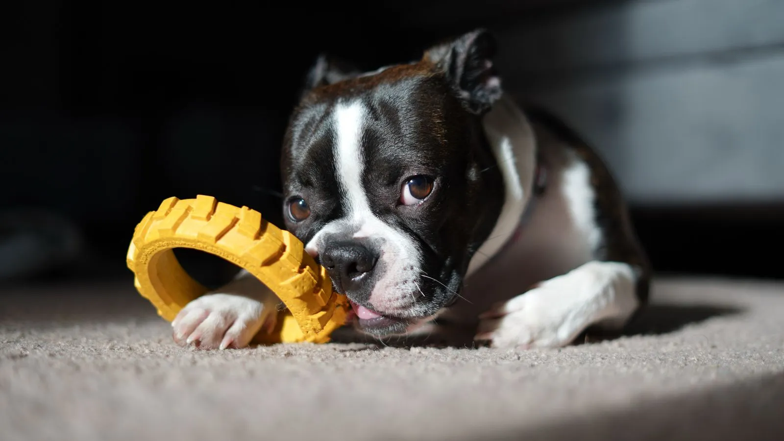 Chiot Boston terrier jouant avec un jouet à mâcher jaune