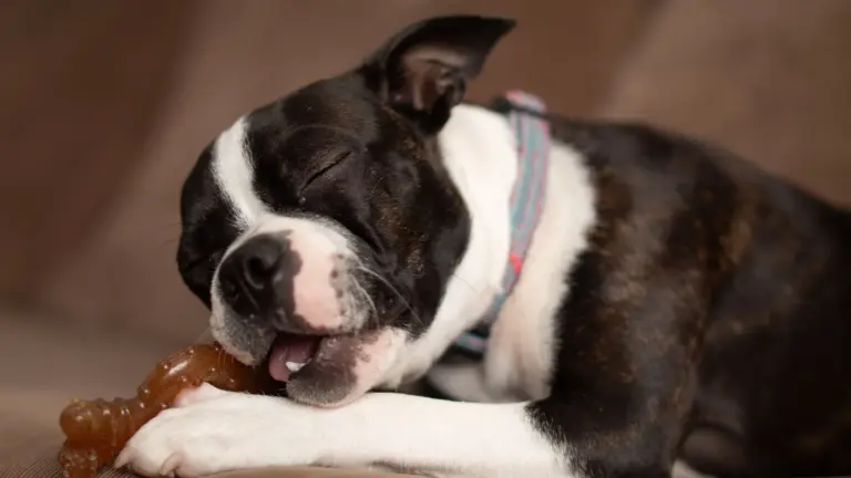 Chiot Boston terrier mâchant un jouet en forme d’os