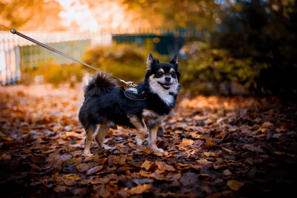 Chien en laisse profitant d’une promenade dans les feuilles d’automne
