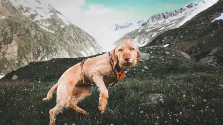 Chien jouant énergiquement dans un décor de montagne